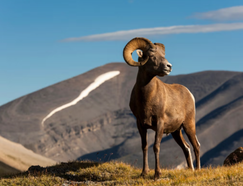 The Weekly Rambler: These Rams Look Nice