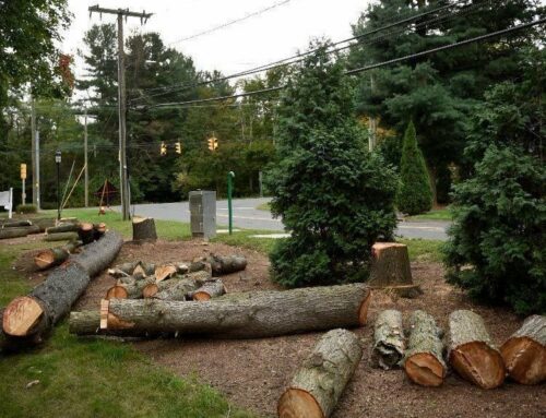 The Weekly Rambler: Continuation of Tree Killing